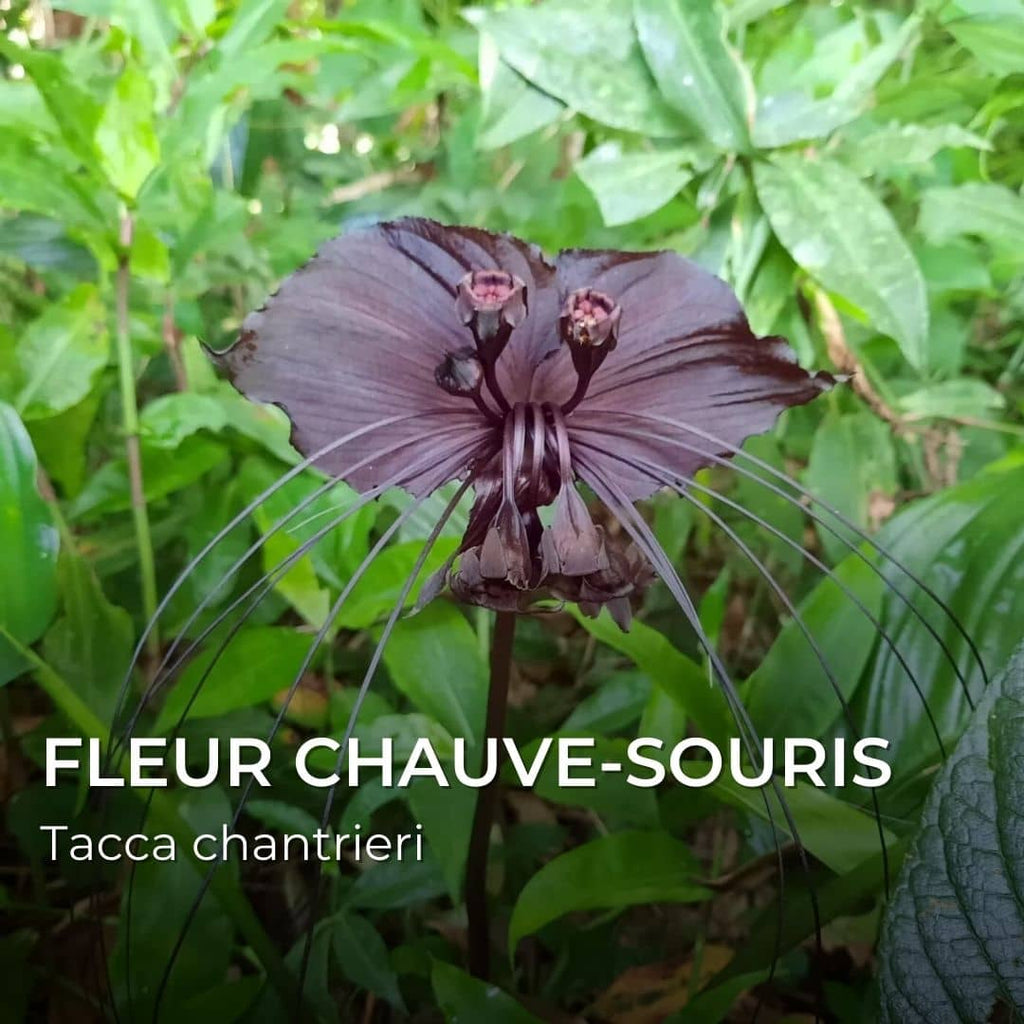 GRAINES - Fleur Chauve-Souris (Tacca chantrieri)