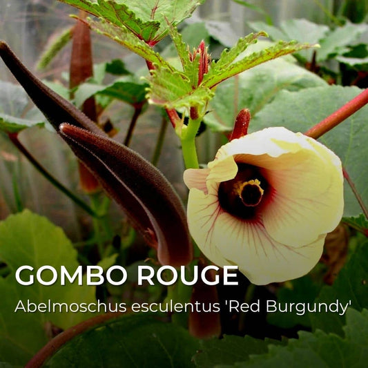 GRAINES - Gombo Rouge (Abelmoschus esculentus 'Red Burgundy')