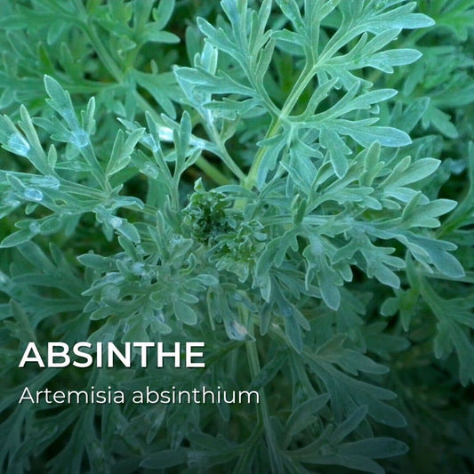 GRAINES - Absinthe (Artemisia absinthium)
