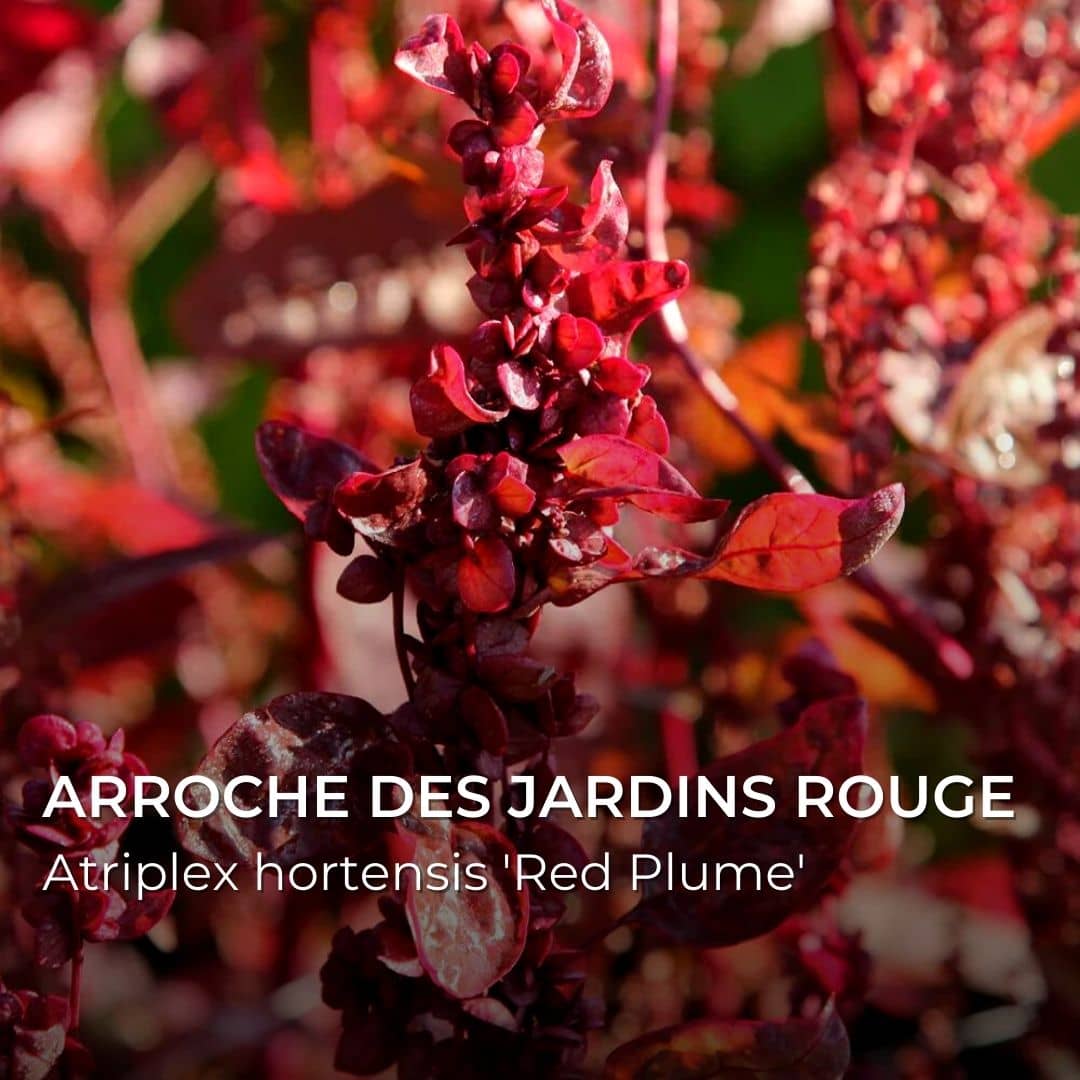 GRAINES - Arroche des Jardins Pourpre (Atriplex hortensis 'Red Plume')