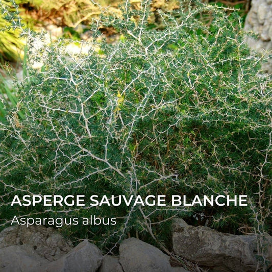 GRAINES - Asperge Sauvage Blanche (Asparagus albus)