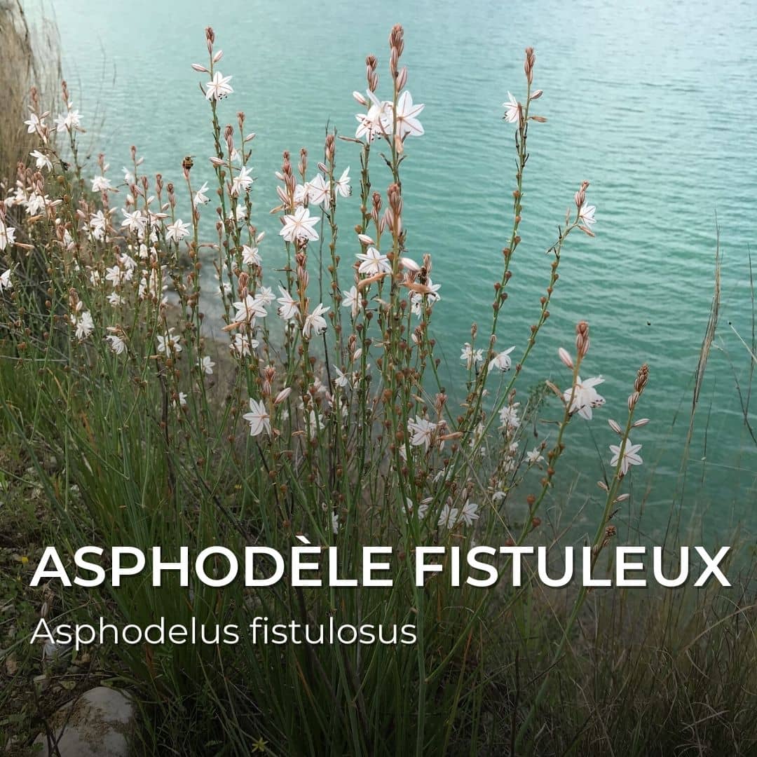 GRAINES - Asphodèle Fistuleux (Asphodelus fistulosus)