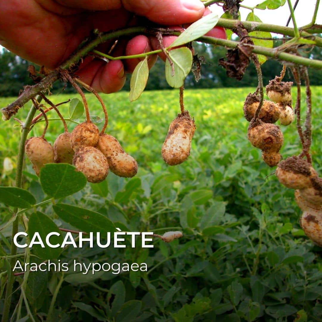 Graines d'Arachis hypogaea - Cacahuète - Boutique Végétale