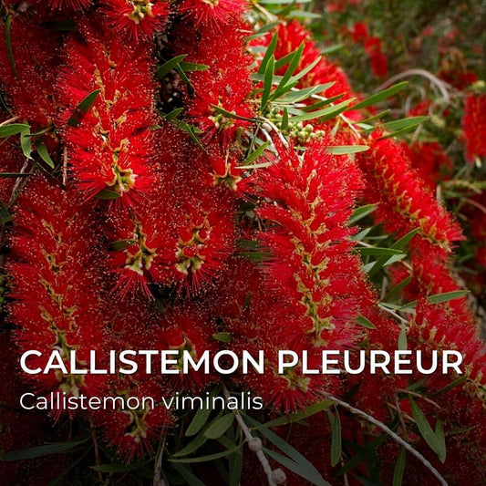 GRAINES - Callistemon pleureur (Callistemon vinimalis)