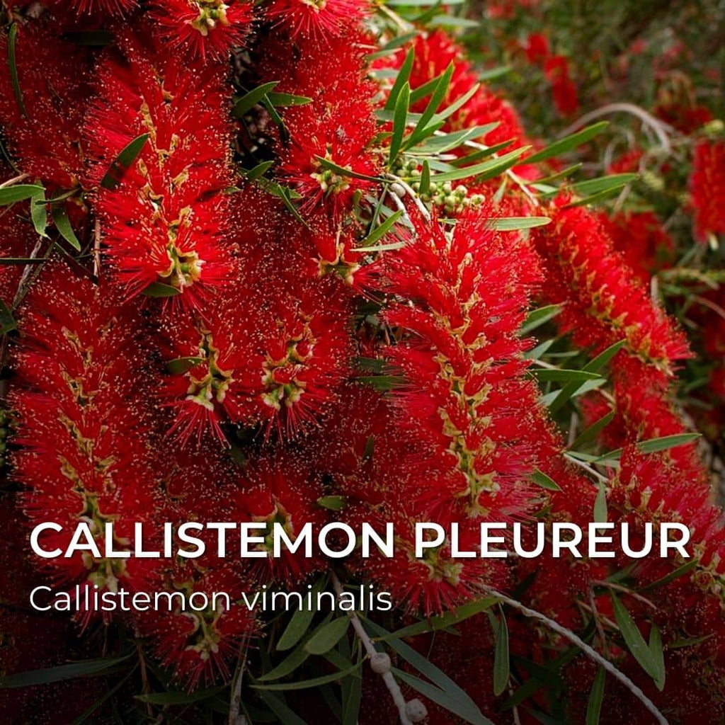 GRAINES - Callistemon pleureur (Callistemon viminalis)