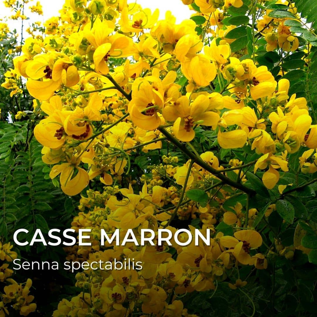 GRAINES - Casse Marron (Senna spectabilis)