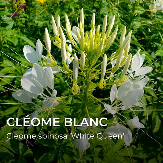 GRAINES - Cléome Blanche (Cleome spinosa 'White Queen')