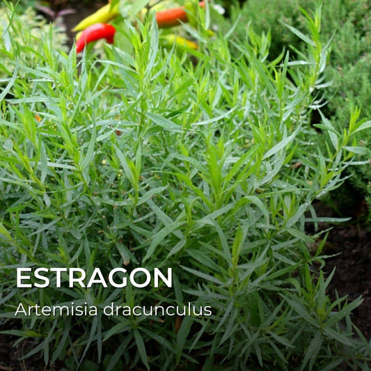 GRAINES - Estragon (Artemisia dracunculus)