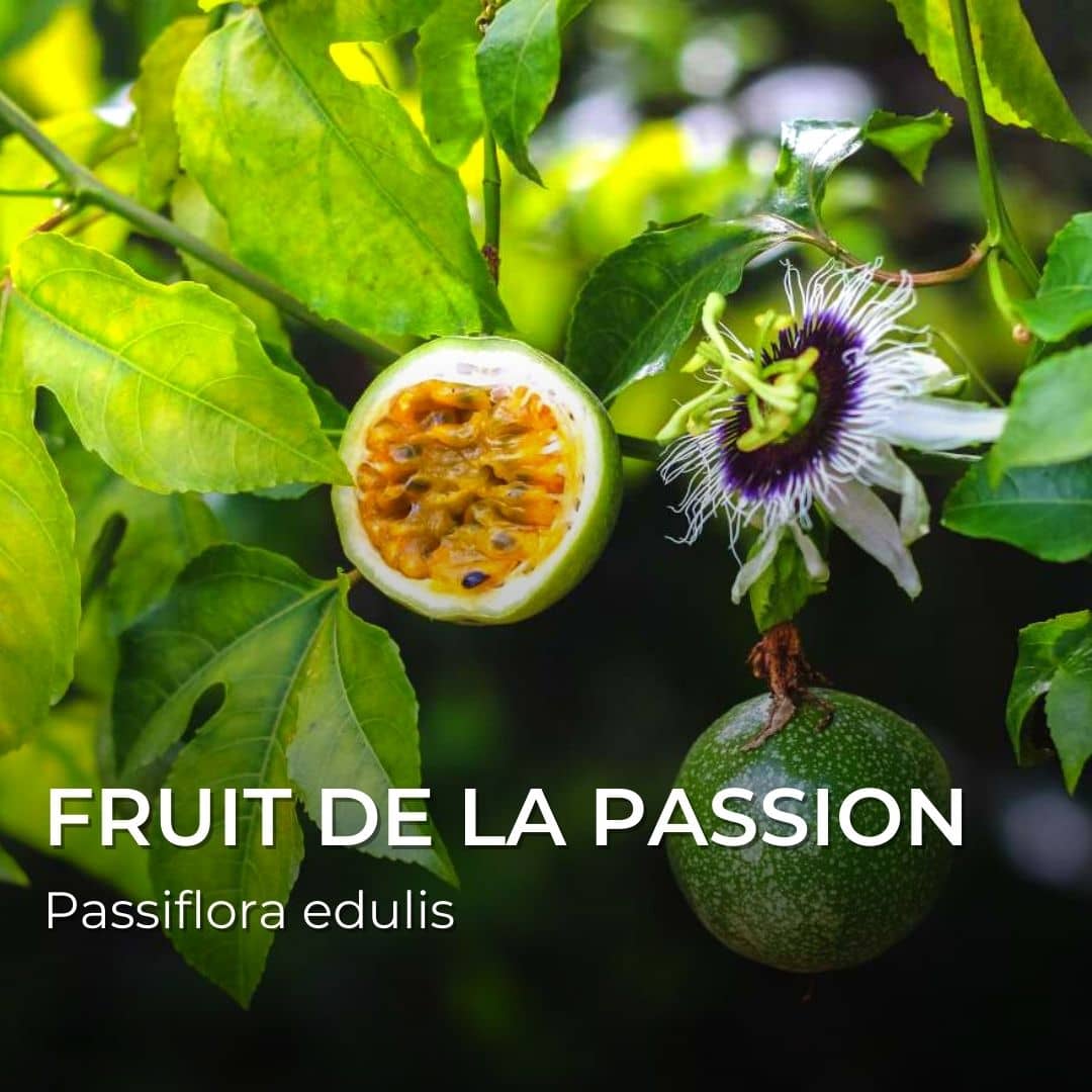 GRAINES - Fruit de la Passion - Grenadille (Passiflora edulis)