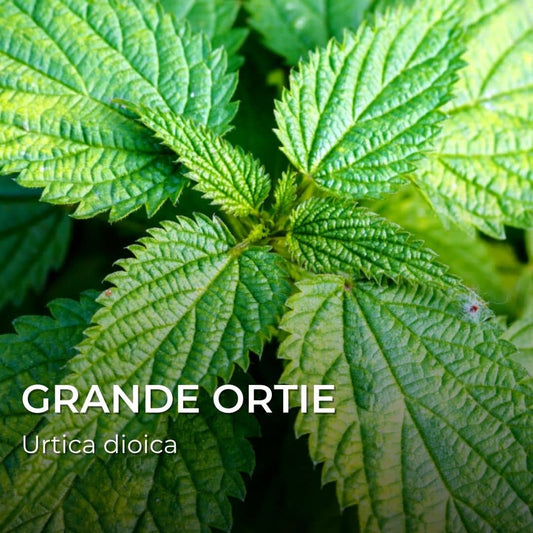 GRAINES - GRANDE ORTIE (Urtica dioica)