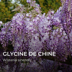 Glycine de Chine (Wisteria sinensis)