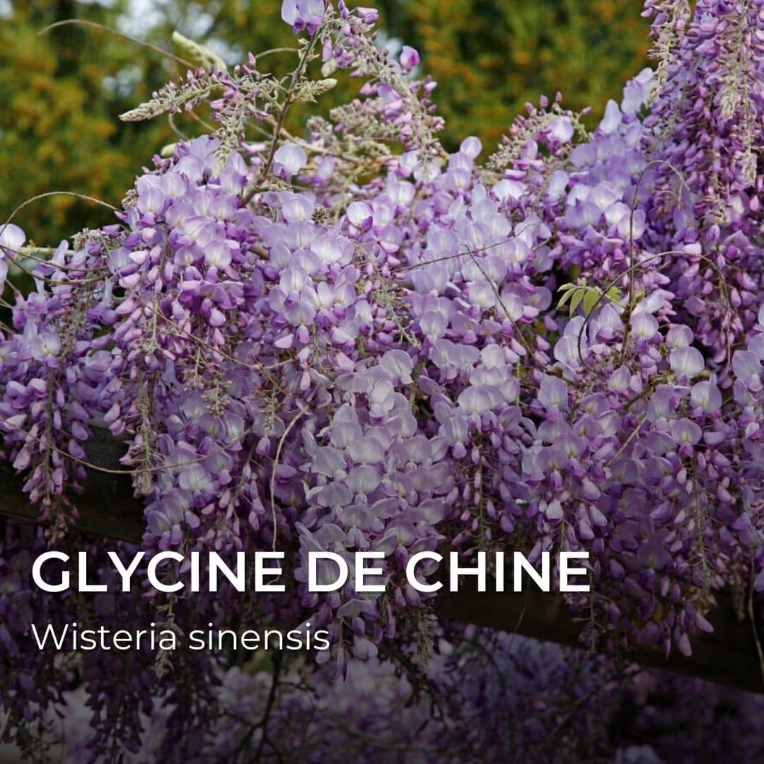 GRAINES - Glycine de Chine (Wisteria sinensis)