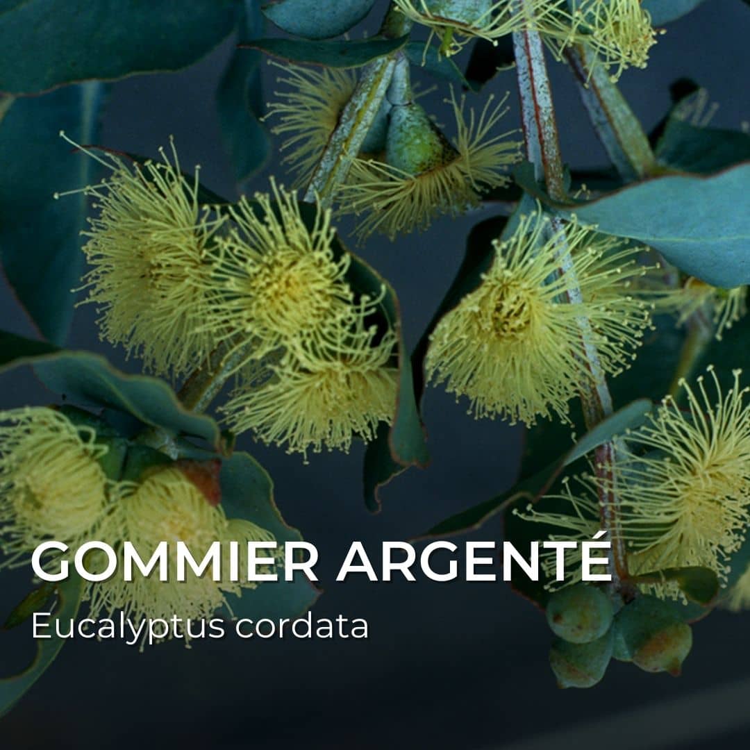 GRAINES - Gommier argenté (Eucalyptus cordata)