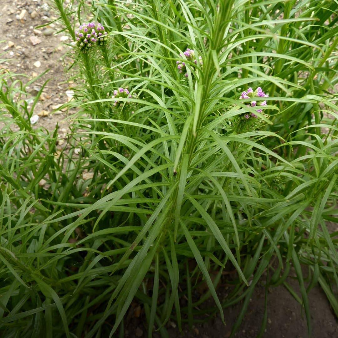 GRAINES - Plumes du Kansas (Liatris spicata)