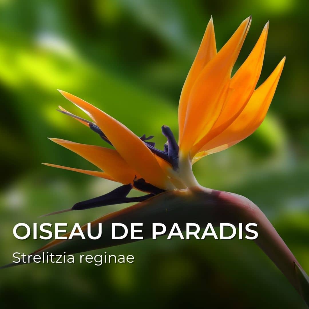GRAINES - Oiseaux de Paradis (Strelitzia reginae)