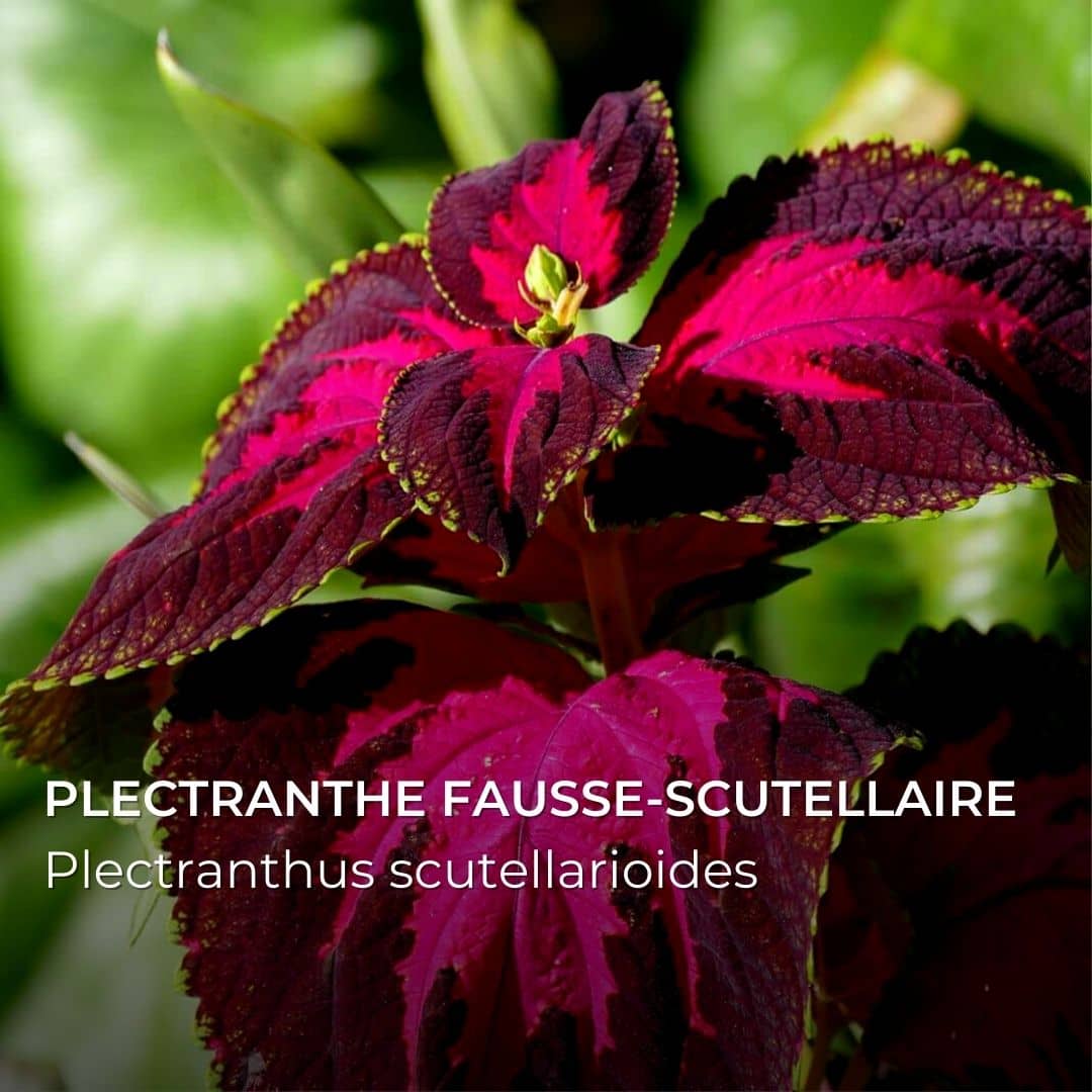 GRAINES - Plectranthe fausse-scutellaire (Plectranthus scutellarioides) = Coleus blumei
