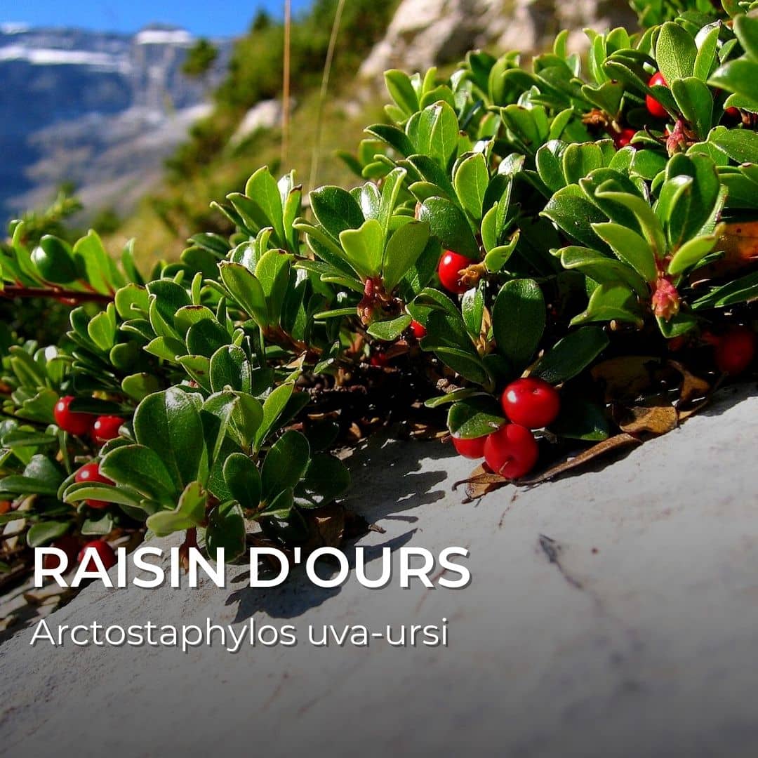 GRAINES - Raisin d'Ours (Arctostaphyllos uva-ursi)