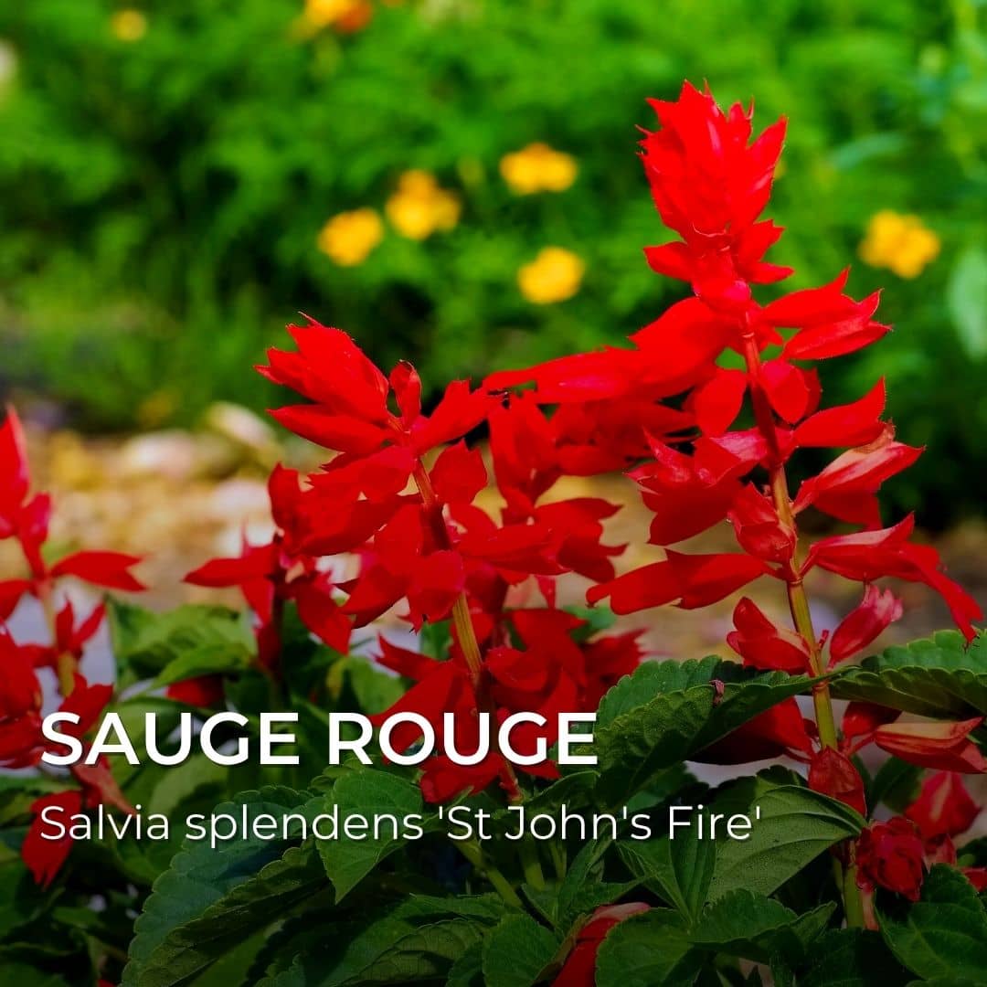 GRAINES - Sauge Rouge Écarlate (Salvia splendens 'St John's Fire')