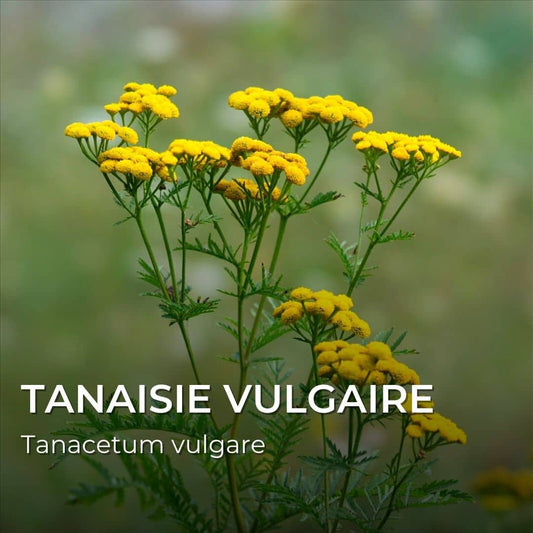 GRAINES - Tanaisie Vulgaire (Tanacetum vulgare)