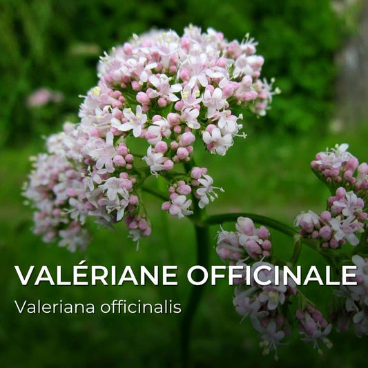 GRAINES - Valériane Officinale (Valeriana officinalis)