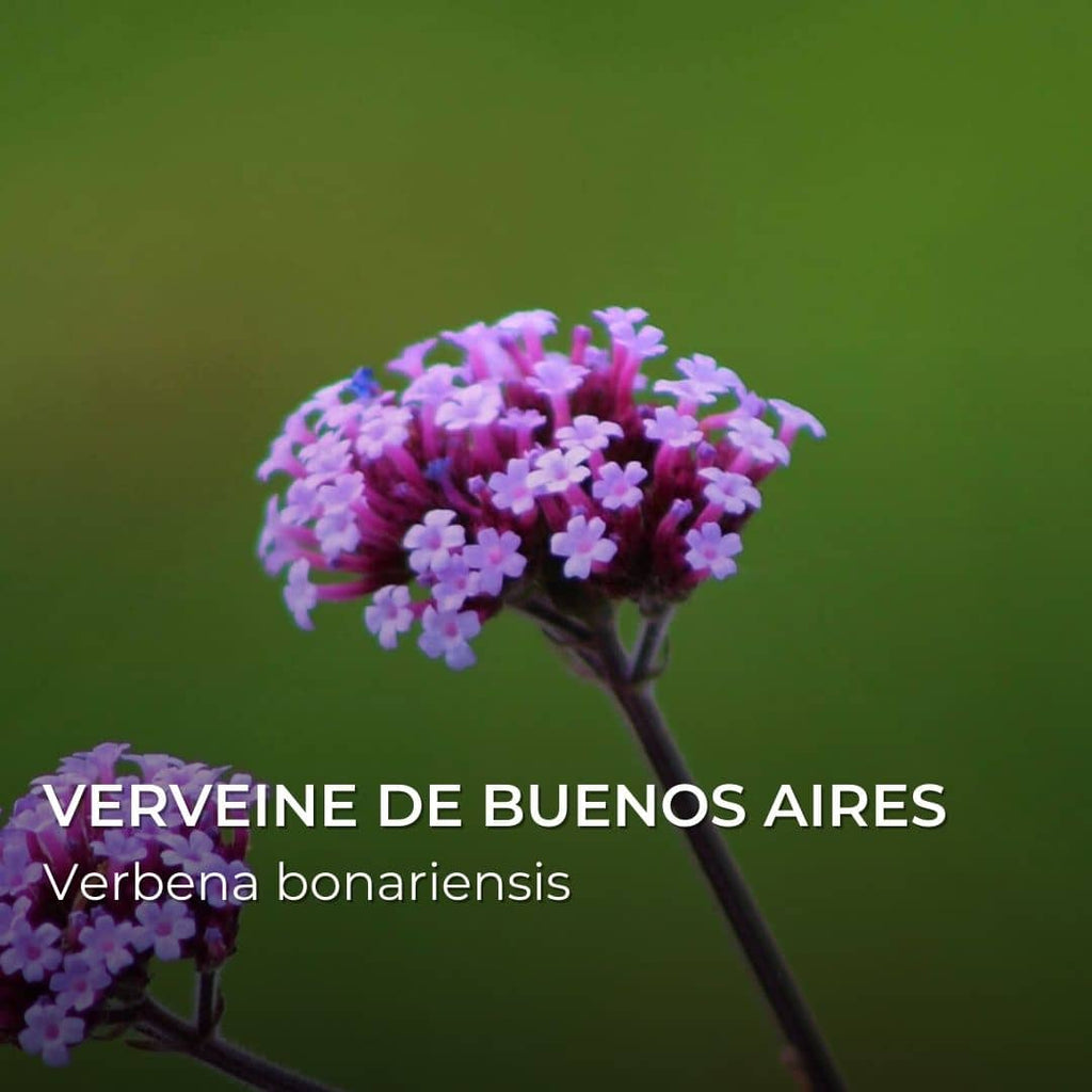 GRAINES - Verveine de Buenos Aires (Verbena bonariensis)