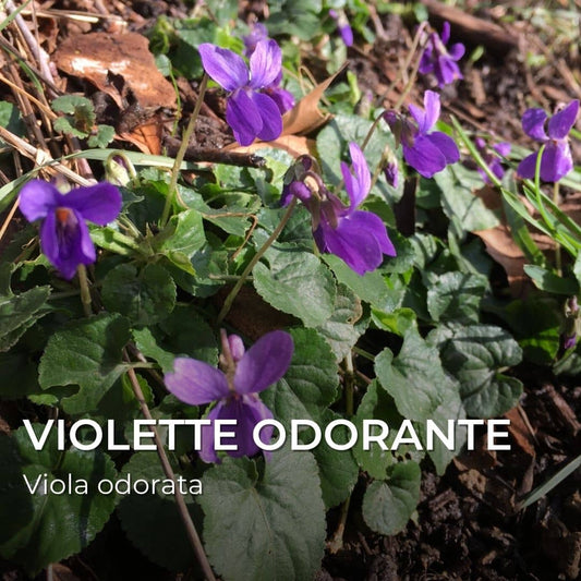 GRAINES - Violette Odorante (Viola odorata)