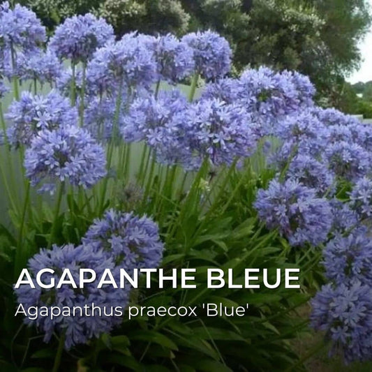 GRAINES - Agapanthe Bleue (Agapanthus praecox 'Blue')