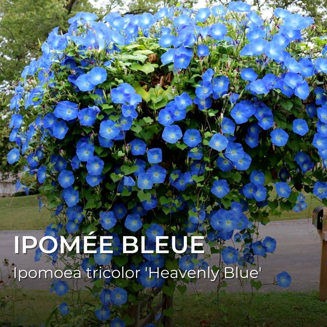 GRAINES - Ipomée Bleue (Ipomoea tricolor 'Heavenly Blue')