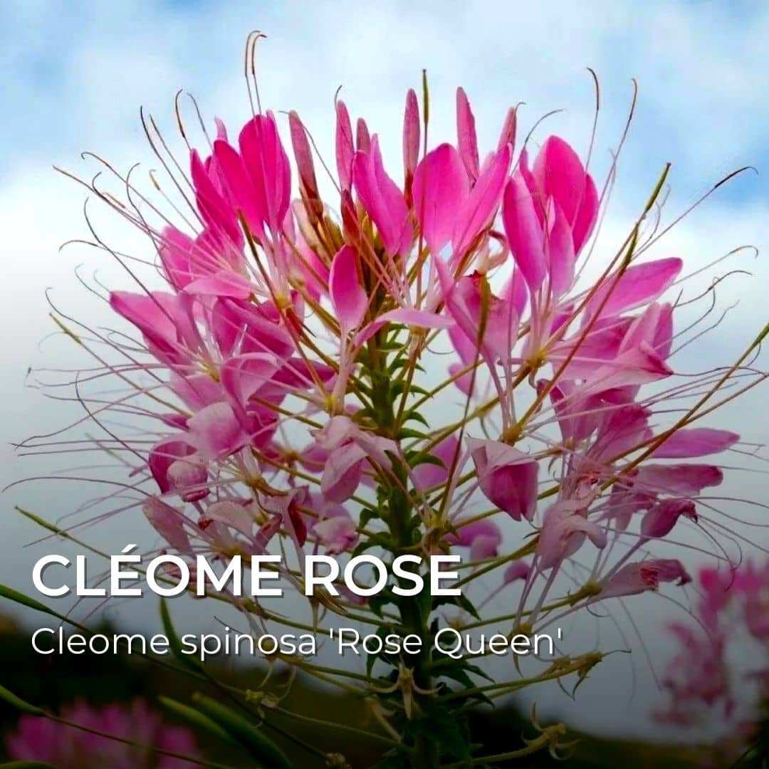 GRAINES - Cléome 'Rose Queen' (Cleome spinosa 'Rose Queen')