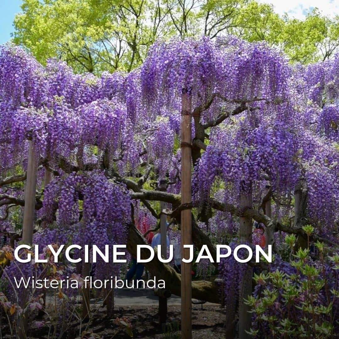 GRAINES - Glycine du Japon (Wisteria floribunda)