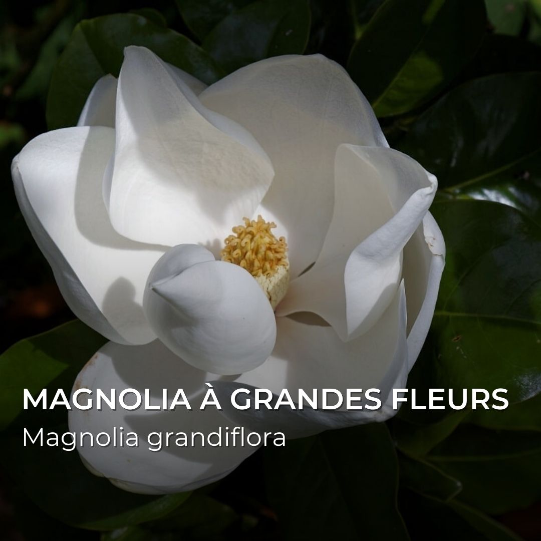 GRAINES - Magnolia à grandes fleurs (Magnolia grandiflora)