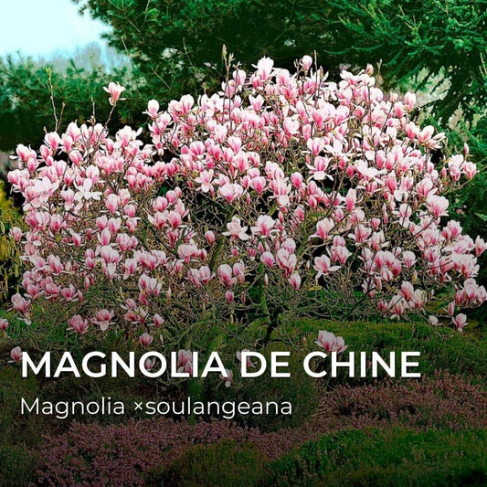 GRAINES - Magnolia de Chine (Magnolia x soulangeana)
