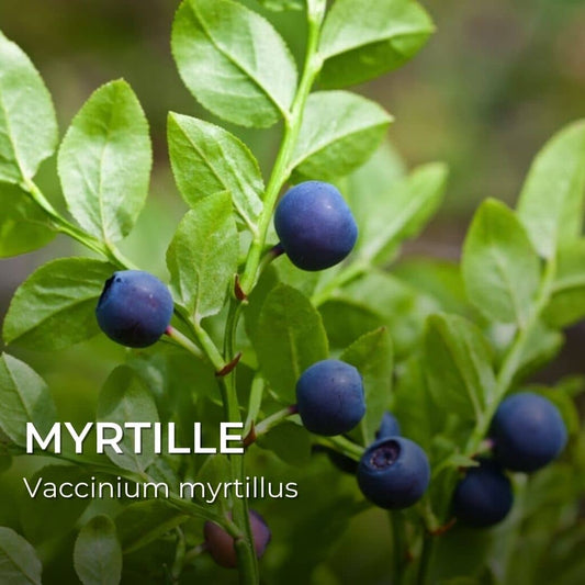 GRAINES - Myrtille (Vaccinium myrtillus)