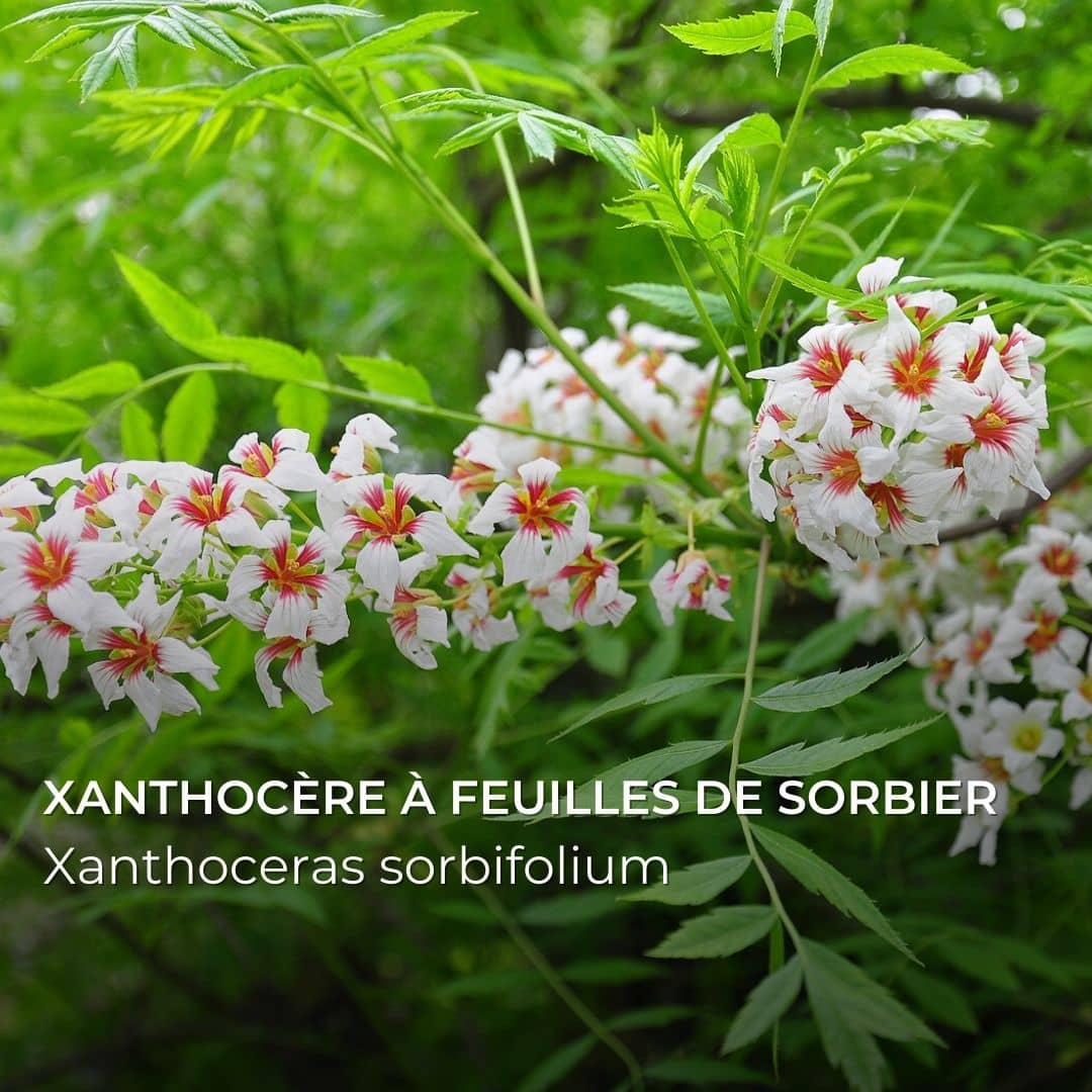 Xanthoceras à feuilles de sorbier — Graines