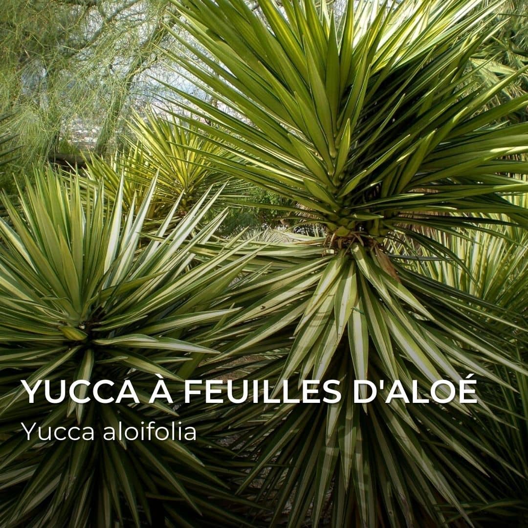 GRAINES - Yucca à feuilles d'Aloé (Yucca aloifolia)