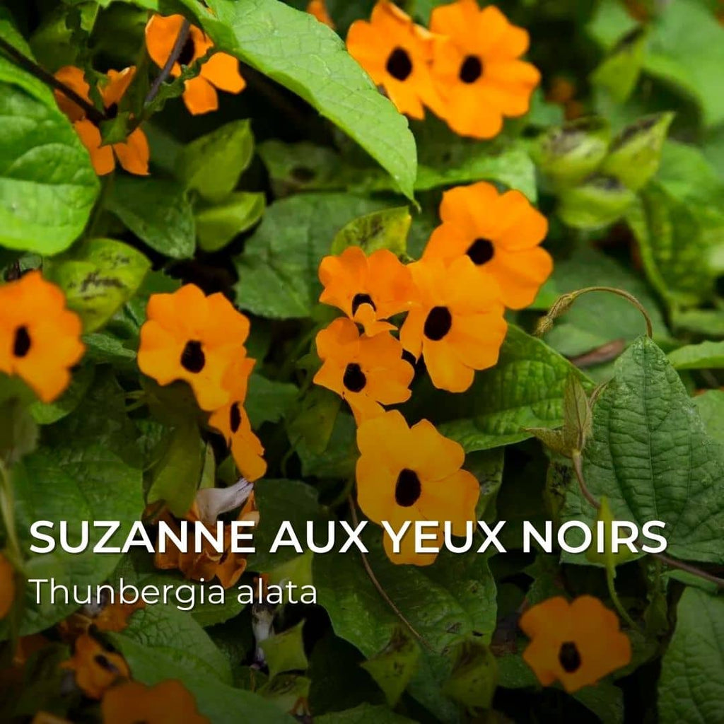 GRAINES - Suzanne aux Yeux Noirs (Thunbergia alata)