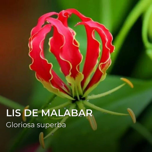 GRAINES - Lis de Malabar (Gloriosa superba)