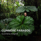 Grainebox — Merveilles du Monde