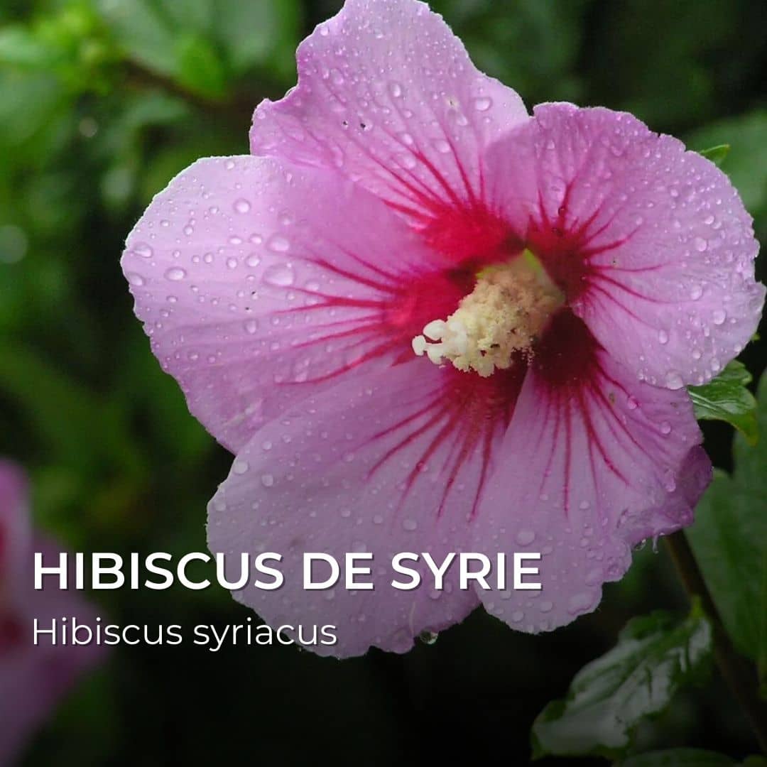 GRAINES - Hibiscus de Syrie (Hibiscus syriacus) - Althéa