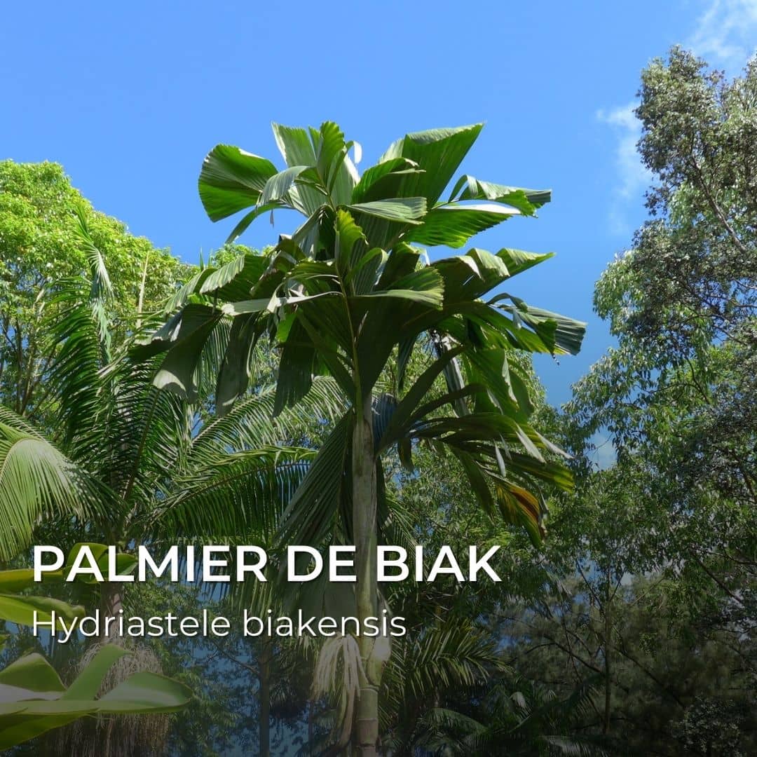 GRAINES - Palmier de l'ïle de Biack (Hydriastele biakensis)