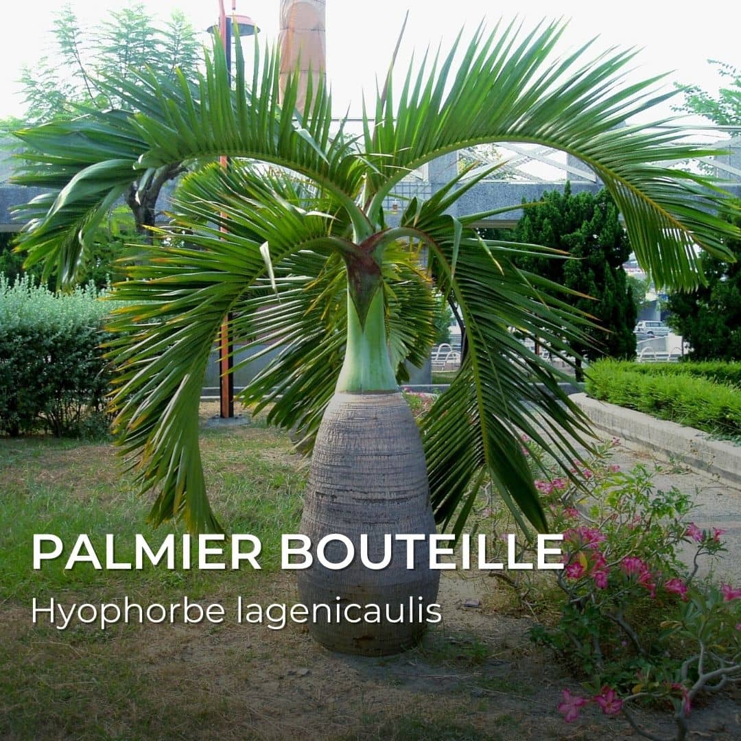 GRAINES - Palmier Bouteille (Hyophorbe lagenicaulis)
