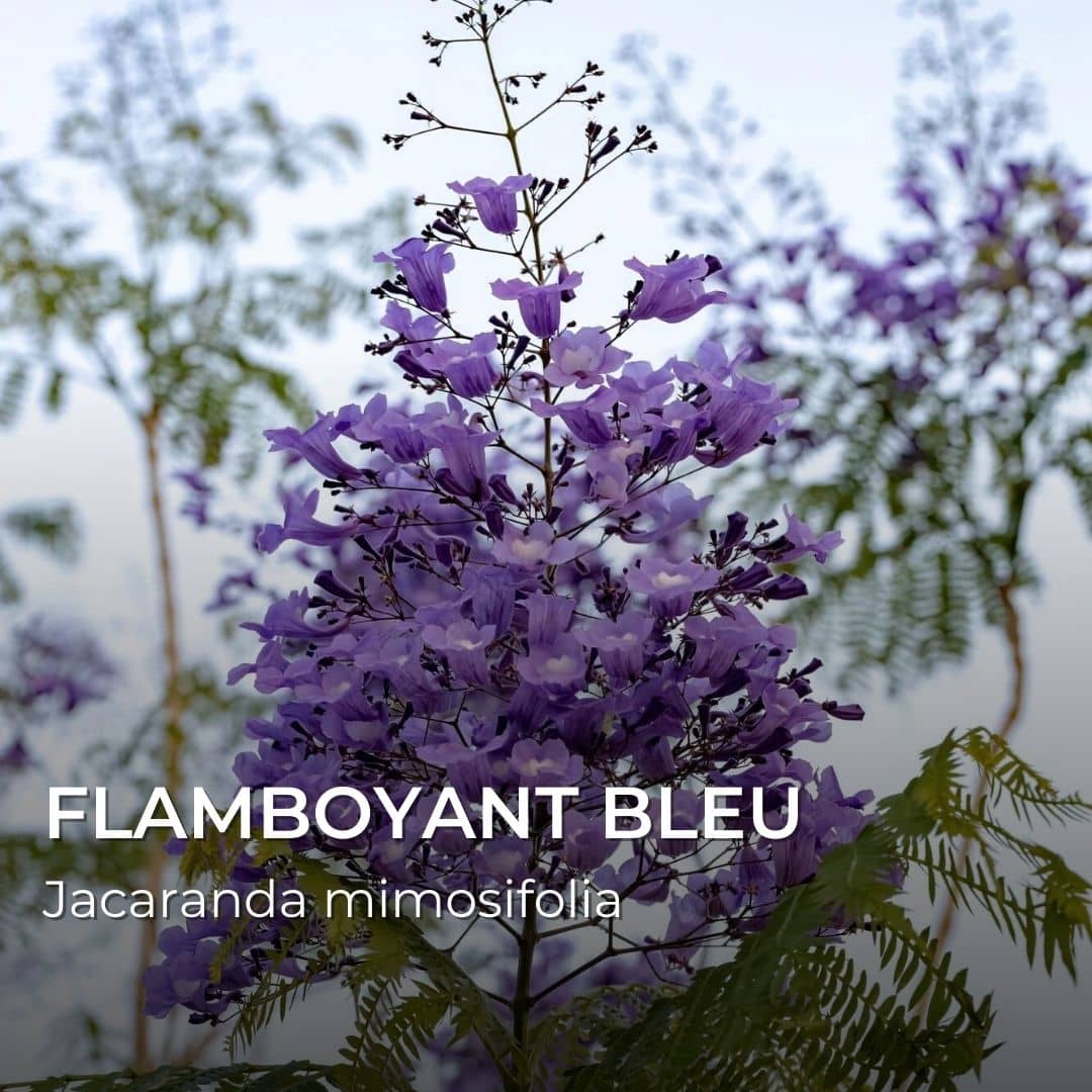 GRAINES - Flamboyant Bleu (Jacaranda mimosifolia)