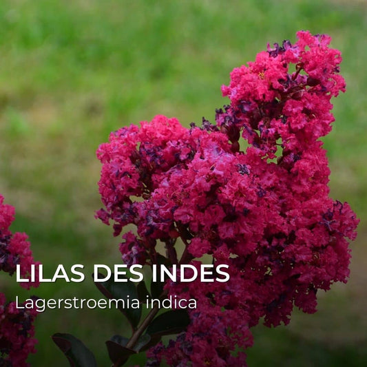 GRAINES - Lilas des Indes (Lagerstroemia indica)