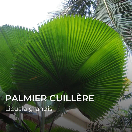 GRAINES - Palmier cuillère (Licuala grandis)