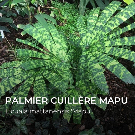 GRAINES - Palmier Cuillère Mapu (Licuala mattanensis 'Mapu')