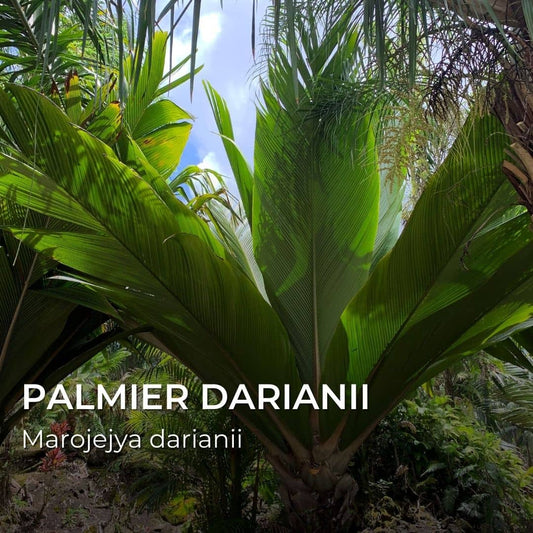 GRAINES - Palmier darianii (Marojejya darianii)