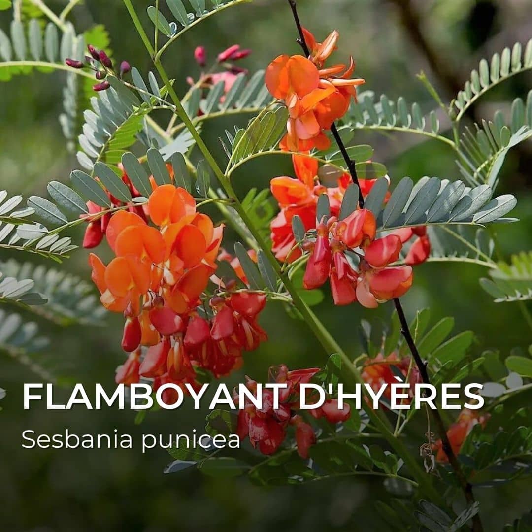 PLANT - Flamboyant d'Hyères (Sesbania punicea)