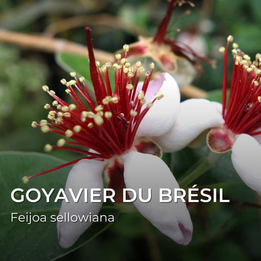 PLANT - Goyavier du Brésil (Feijoa sellowiana)