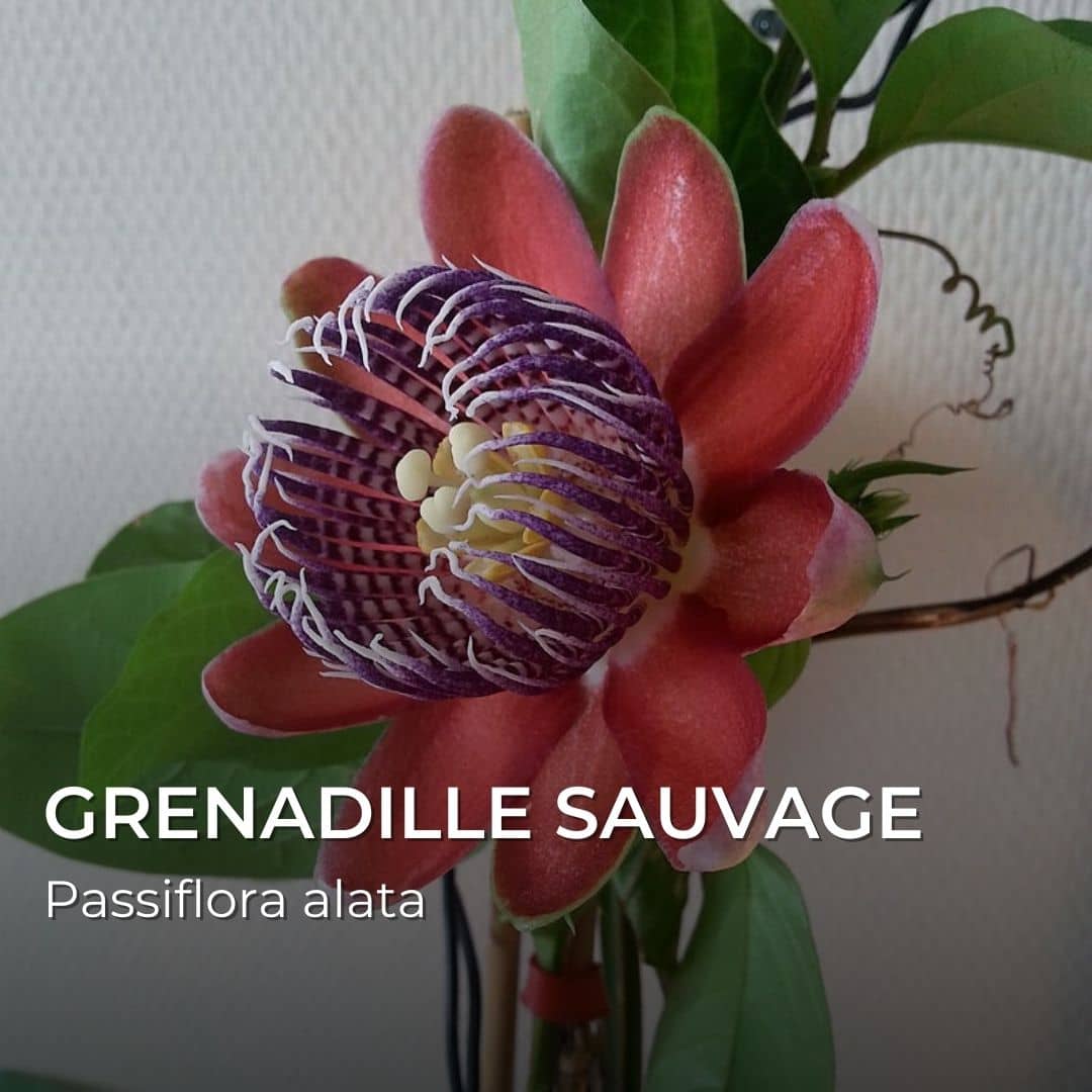 GRAINES - Passiflore Sauvage (Passiflora alata)