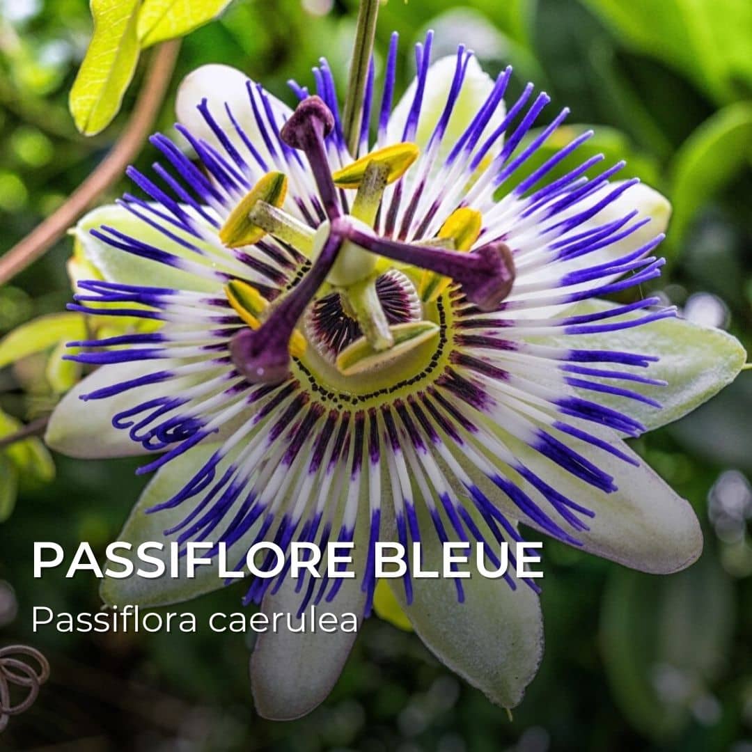 Passiflore bleue, Fleur de la passion